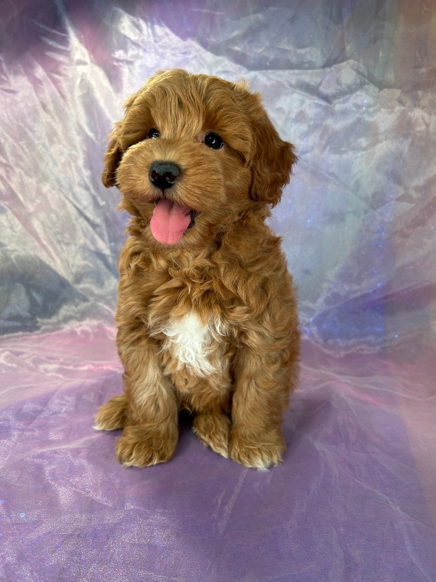 Male Miniature Schnoodle DOB 8-30-2023 $1200